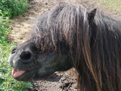 Dudley the Shetland pony